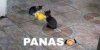 6543d3690a3b9.jpeg