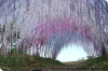 Jardin Wisteria.png