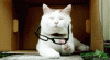 5998dc6b4576b29ba1d61a084f3d79d0.gif
