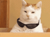 savage-cat.gif