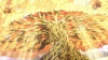 49781e44fa620b62bb2975074432ed6a.png