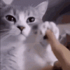 cat-vibing.gif
