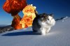 gato-explosión.jpg