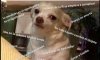 meme chihuahua.jpg