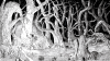 in_the_forest_by_pequeña.png