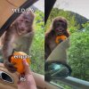 Monkey Receiving An Orange 02072020180634.jpg