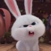 4d654607442e83abfe0b0171ac721aea--rabbit-boys.jpg