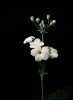 flor blanca.jpeg