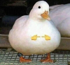 to26jb5dcvd51.png