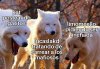 Laughing Wolves 22032022164256.jpg