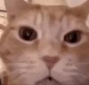 images (41).jpeg