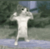 cat-dance.gif