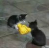 images (8).jpeg